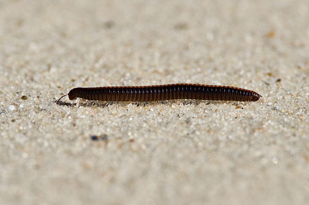 Millipedes Pest control in Dunsborough & the South West