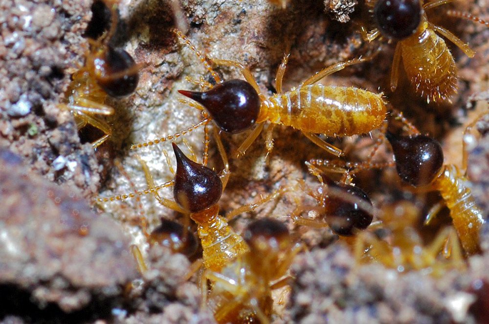 Termites